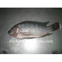 Tilapia negra congelada WGS WGGS W / R